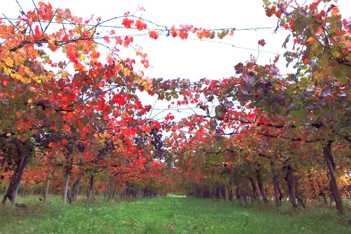 zanasi-castelnuovo-il-secolare-vigneto-terroir