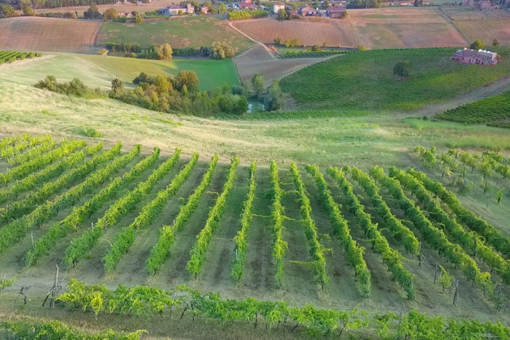 zanasi-castelvetro-la-collina-vigneto-terroir